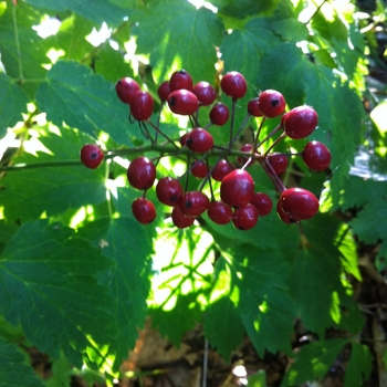 Actaea rubra '' (084239)