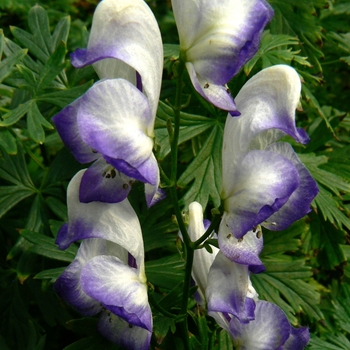 Aconitum x cammarum 'Bicolor' (084257)