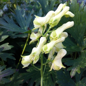 Aconitum lamarckii '' (084258)