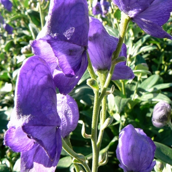 Aconitum carmichaelii 'Arendsii' (084260)