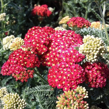 Achillea millefolium 'Strawberry Seduction' (084268)