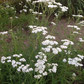 Achillea millefolium '' (084273)