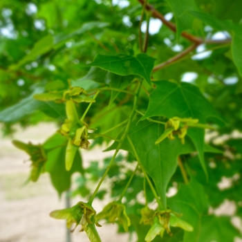 Acer truncatum x platanoides 'Norwegian Sunset®' (084277)