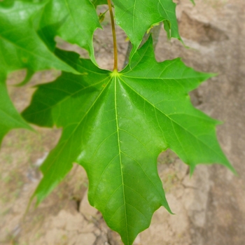 Acer truncatum x platanoides 'Norwegian Sunset®' (084278)