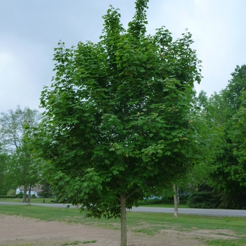 Acer truncatum x platanoides 'Norwegian Sunset®' (084279)