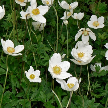 Anemone sylvestris '' (084286)