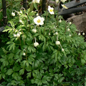 Anemone sylvestris '' (084287)