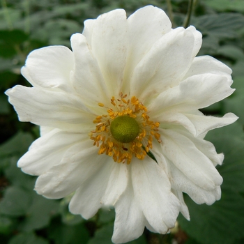 Anemone 'Whirlwind' (084292)