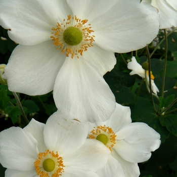 Anemone 'Andrea Atkinson' (084293)