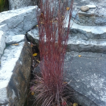 Schizachyrium scoparium '' (084294)