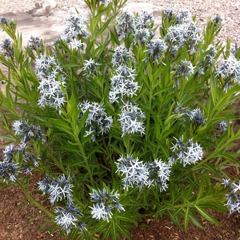 Amsonia tabernaemontana '' (084297)