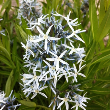 Amsonia tabernaemontana '' (084298)