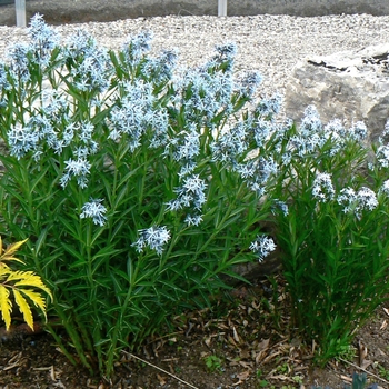 Amsonia tabernaemontana '' (084299)