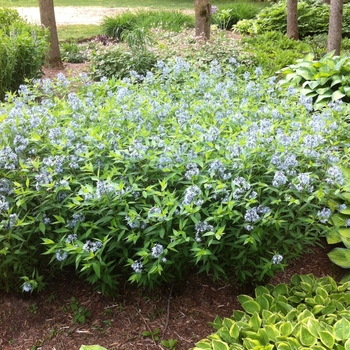 Amsonia tabernaemontana '' (084300)