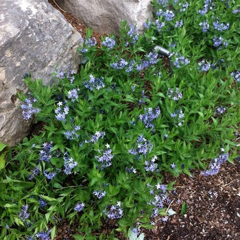 Amsonia 'Blue Ice' (084304)