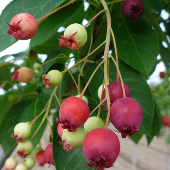 Amelanchier lamarckii '' (084310)