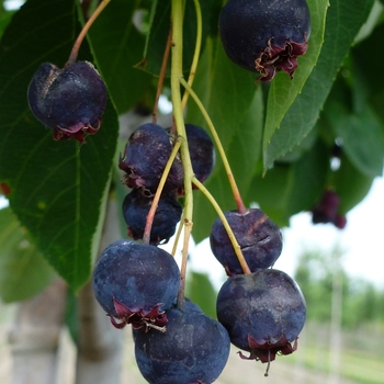 Amelanchier lamarckii '' (084311)