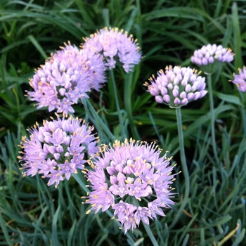 Allium senesens 'Blue Eddy' (084323)