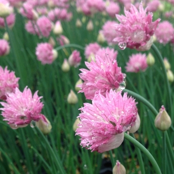 Allium schoenoprasum 'Forescate' (084326)