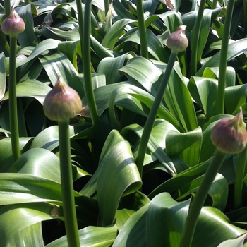 Allium giganteum '' (084350)