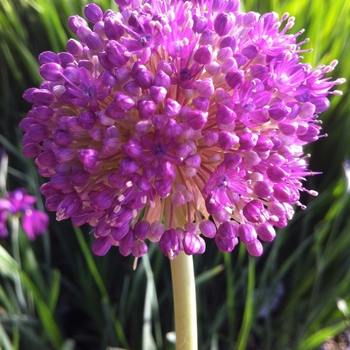 Allium giganteum '' (084351)