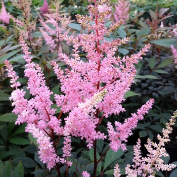 Astilbe x arendsii 'Erica' (084371)