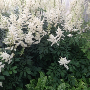 Astilbe x arendsii 'Diamond' (084373)