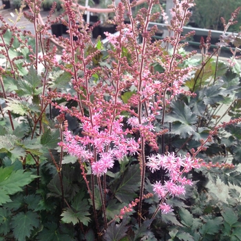 Astilbe simplicifolia 'Delft Lace' (084379)