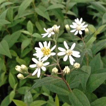 Aster umbellatus '' (084380)