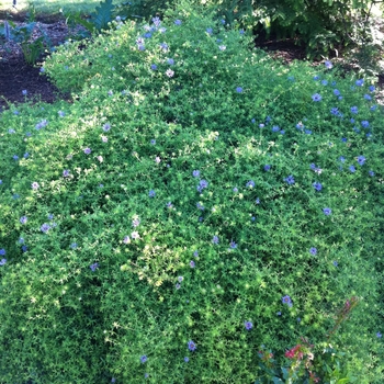 Aster oblongifolius 'October Skies' (084382)