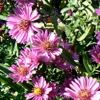 Aster novi-belgii 'Alert' (084383)