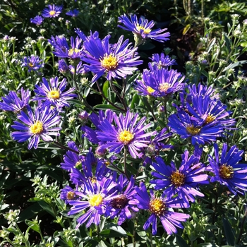 Aster laevis 'Blue Autumn' (084390)