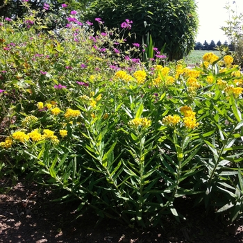 Asclepias tuberosa 'Hello Yellow' (084401)