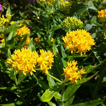 Asclepias tuberosa 'Hello Yellow' (084402)