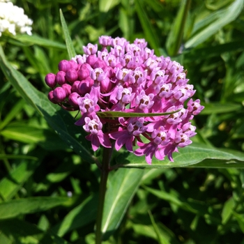 Asclepias incarnata '' (084405)