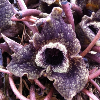 Asarum splendens '' (084406)