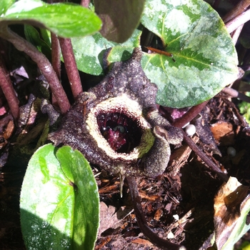 Asarum splendens '' (084407)