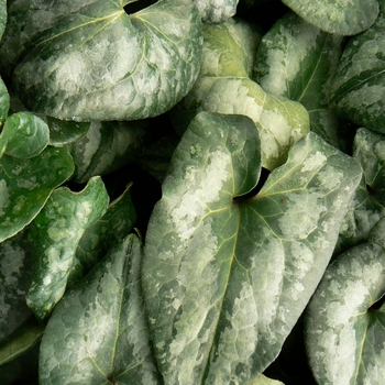 Asarum splendens '' (084408)