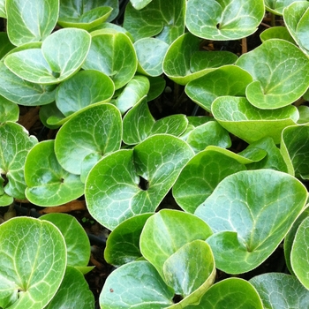 Asarum europaeum '' (084410)