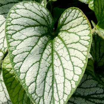 Brunnera macrophylla 'Silver Charm' (084417)