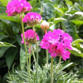 Armeria maritima 'Splendens' (084451)