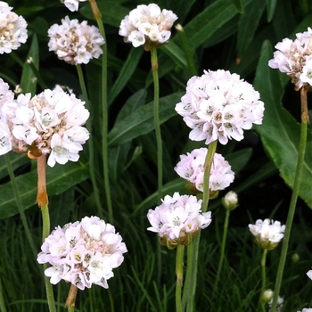 Armeria maritima 'Alba' (084453)