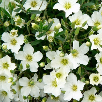 Arenaria montana '' (084459)