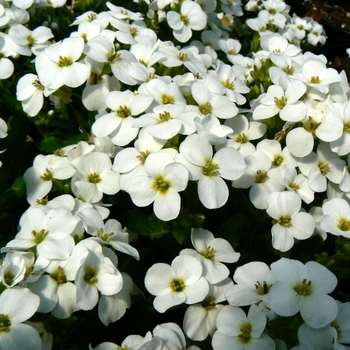 Arabis caucasica 'Snowcap' (084466)