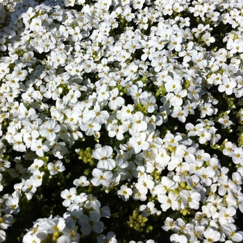 Arabis caucasica 'Snowcap' (084467)