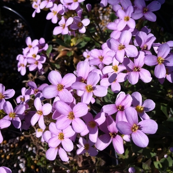 Arabis alpina ssp. caucasica 'Rosea' (084468)