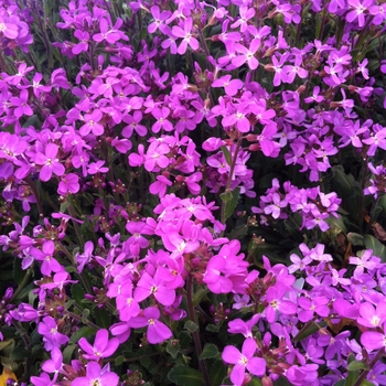 Arabis blepharophylla 'Spring Charm' (084470)