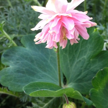 Aquilegia vulgaris 'Pink Barlow' (084472)