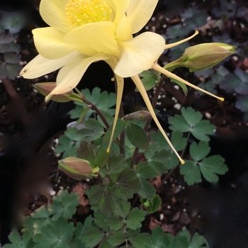 Aquilegia caerulea Songbird 'Goldfinch' (084480)