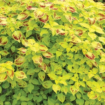 Coleus TERRA NOVA® 'Pepperpot' (084487)